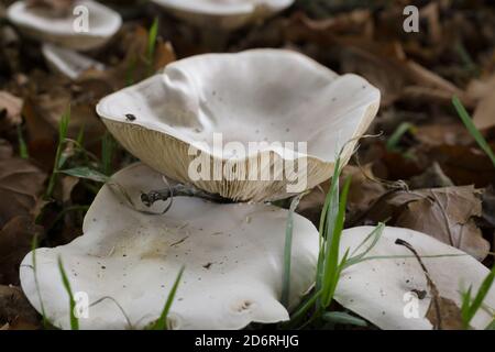 Imbuto torbido o nome latino agarico torbido Clitocibe nebularis comune Al Regno Unito e all'Europa Foto Stock