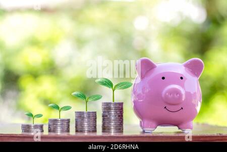 L'albero che cresce sullo stack di monete comprende le banche suino piggy per risparmiare denaro, idee e la crescita finanziaria e degli investimenti per l'agricoltura. Foto Stock