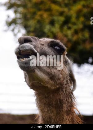 Colpo di testa di un lama Foto Stock