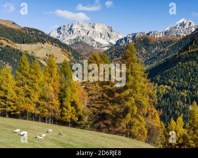 Val de Fodom, in direzione del Passo Falzarego e del Monte Lagazuoi nelle Dolomiti del Veneto. Le Dolomiti del Veneto fanno parte dell'Heri mondiale dell'UNESCO Foto Stock