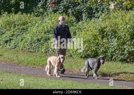 Un uomo anziano in una maschera cammina i suoi due cani inglesi Setter in un parco a Queens, New York City. Foto Stock