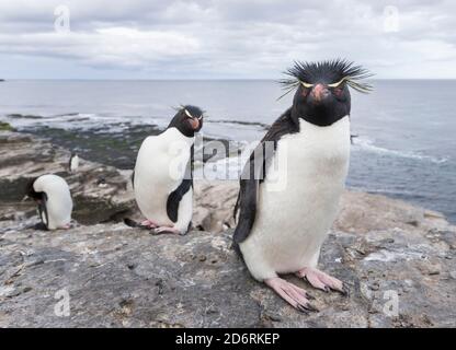 Pinguino saltaroccia (Eudyptes chrysocome), sottospecie occidentale pinguino saltaroccia (Eudyptes chrysocome chrysocome). America del Sud, Isole Falkland, Foto Stock