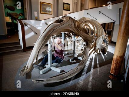 Il conservatore Nigel Larkin inizia a lavorare per smantellare uno scheletro giovanile di balena dell'Atlantico del Nord, il più grande artefatto all'interno della collezione del Museo Marittimo di Hull. Foto Stock