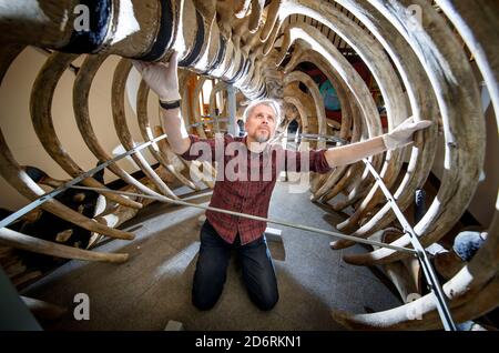 Il conservatore Nigel Larkin inizia a lavorare per smantellare uno scheletro giovanile di balena dell'Atlantico del Nord, il più grande artefatto all'interno della collezione del Museo Marittimo di Hull. Foto Stock