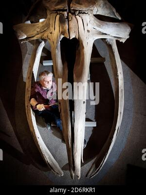 Il conservatore Nigel Larkin inizia a lavorare per smantellare uno scheletro giovanile di balena dell'Atlantico del Nord, il più grande artefatto all'interno della collezione del Museo Marittimo di Hull. Foto Stock