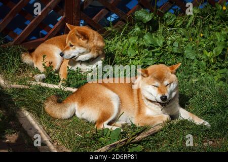 Due cani giapponesi di razza Shiba Inu sdraiati sull'erba verde nella soleggiata giornata estiva. I cani di piccola taglia giapponesi Shiba Ken riposano sull'erba Foto Stock