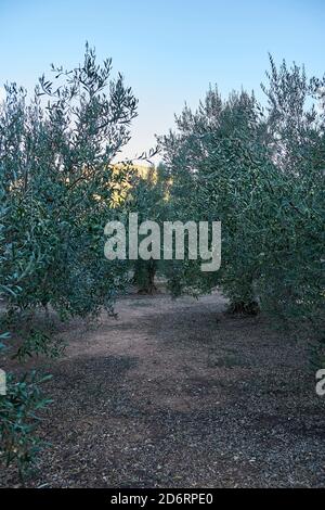 Oliveti ricchi di olive per la raccolta, agricoltura biologica, alberi centenari Foto Stock