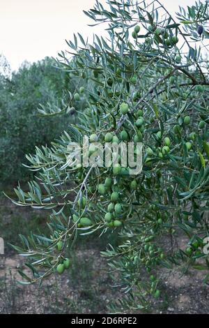 Oliveti ricchi di olive per la raccolta, agricoltura biologica, alberi centenari Foto Stock