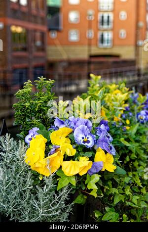 Nano Pansy o Viola varietà Blueberry Cream - Pansy - Cerris siliquastrum a Reading, Regno Unito Foto Stock