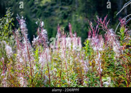 Fiori di rosa fiammifoglio (Chamaenerion angustifolium) nella valle di Lejowa nei Monti Tatra, piante di autunno sbiadite a secco. Foto Stock