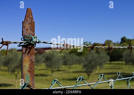Un dettaglio del filo spinato arrugginito di una recinzione metallica (Pesaro, Italia, Europa) Foto Stock