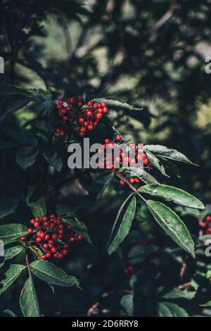 Sambuco rosso sul ramo di albero con foglie verde scuro nel parco di giorno Foto Stock