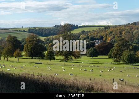 Campagna autunnale nel South Downs National Park, con creste, pecore al pascolo e alberi autunnali, West Sussex, Regno Unito Foto Stock