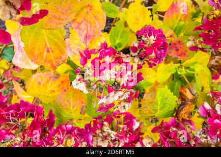 Hydrangea, l'estate infinita la sposa, con fiori di borgogna e foglie gialle come muore di nuovo in autunno colori in ottobre in un giardino Surrey Foto Stock