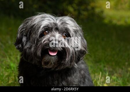 Piccolo Bolonka Zwetna razza pura cane seduta all'aperto. Foto Stock