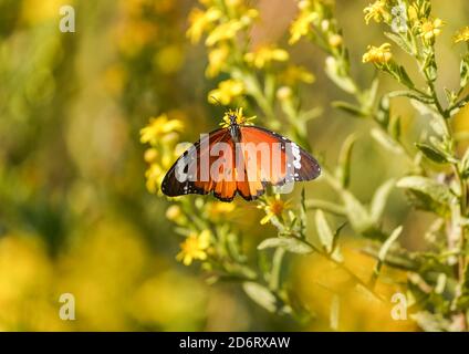 Tigre pianura, regina africana, o monarca africano (Danaus chrysippus) migratori in Spagna, basandosi su falso yellowhead, Andalusia, Spagna. Foto Stock