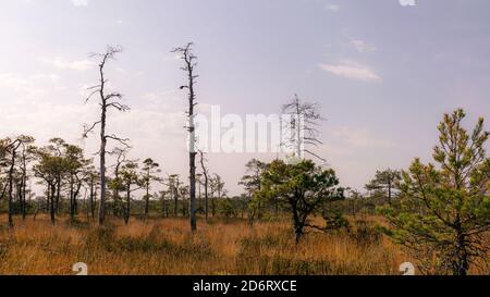 Paesaggio paludoso, vegetazione paludosa dipinta in autunno, erba, muschio copre il terreno, pini paludosi, Kodaja boss, Lettonia Foto Stock