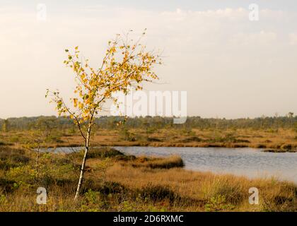 Paesaggio boschiva, vegetazione boschiva dipinta in autunno, piccoli laghi boschive, isole cresciute con piccoli pini boschive, erba, muschio coprire il terreno, Kodaja boss, la Foto Stock