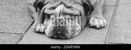 Bulldog annoiato in bianco e nero con mento appoggiato pavimentazione Foto Stock