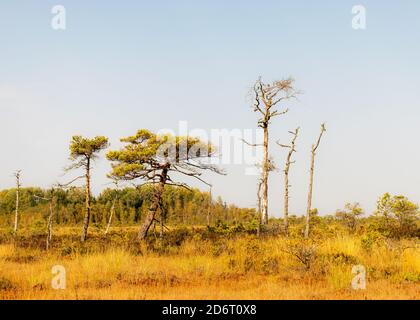 Paesaggio paludoso, vegetazione paludosa dipinta in autunno, erba, muschio copre il terreno, pini paludosi, Kodaja boss, Lettonia Foto Stock