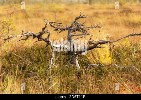 Paesaggio paludoso, vegetazione paludosa dipinta in autunno, erba, muschio copre il terreno, pini paludosi, Kodaja boss, Lettonia Foto Stock