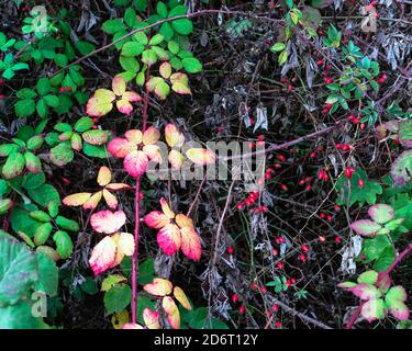 Colori d'autunno Foto Stock