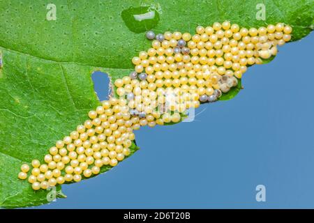 Uova di falena salmastra (Estigmene acrea) su una foglia. Foto Stock