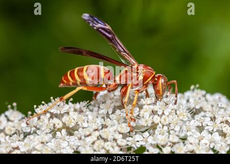 Carta WASP (Polistes belicosus) Foto Stock