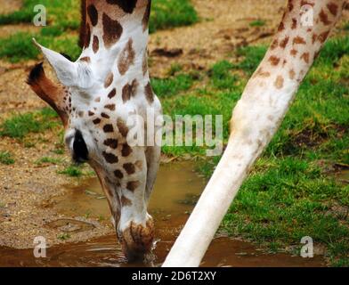 Giraffa di Young Rothschild (Giraffa camelopardalis rothschildi) primo piano di testa e gambe, acqua potabile una delle specie di sottogiraffe più minacciate Foto Stock