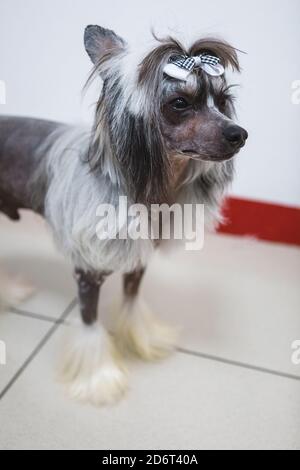 Dall'alto di adorabile cane peloso in purebred in piedi sul pavimento mentre si guarda la fotocamera Foto Stock