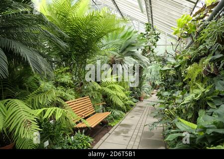 Felci, cicadi e diverse piante tropicali nella serra del giardino botanico. Vicolo con panca. Foto Stock