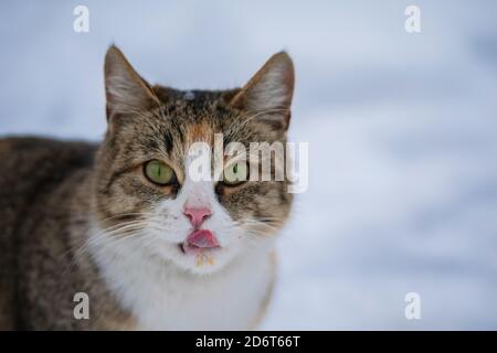 Cat leccando nella neve in una giornata invernale all'aperto Foto Stock