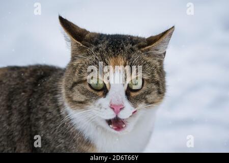 Cat meow nella neve in una giornata invernale all'aperto Foto Stock