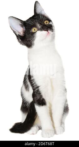 Bicolore nero-bianco piccolo gattino shorthair seduto isolato su uno sfondo bianco. Foto Stock