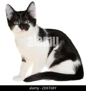 Bicolore nero-bianco piccolo gattino shorthair seduto isolato su uno sfondo bianco. Foto Stock