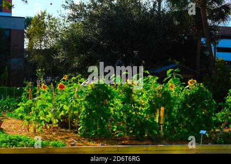 Urban Garden, Halloween, Fontana,, costruzione, Chiesa di Huguenot, Cimitero, zucca in finestra, Pun con verdure. Foto Stock