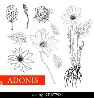 Adonis. Illustrazione botanica. Medicina popolare, trattamento, aromaterapia, disegno di imballaggio, bouquet di campo. Piante medicinali. Libro da colorare antistress Foto Stock