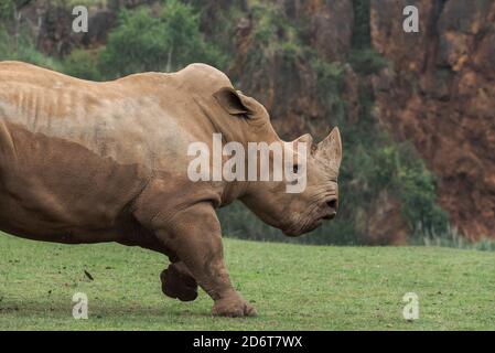 Colpo orizzontale all'aperto di rinoceronte in piedi su prato verde. Foto Stock