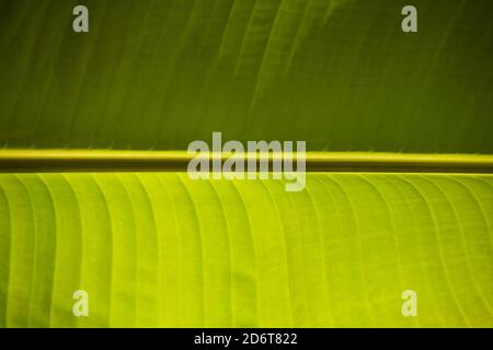 Foglia verde di banana albero per sfondo. Foto Stock