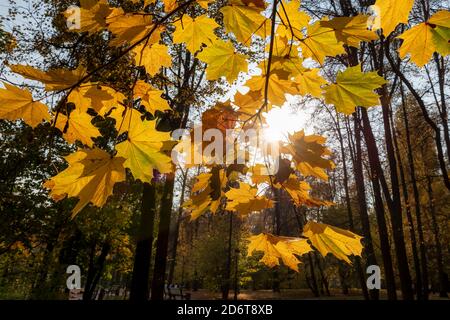 Autunno giallo foglie di colore in acero al tramonto Foto Stock