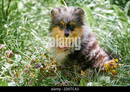 Pomeranian Spitz cane. Cute puppy pomeranian in erba del giardino. Famiglia amichevole divertente Spitz pom cane. Foto Stock