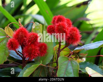 Semi di Bixa orellana o Achiote utilizzati per la colorazione naturale degli alimenti, fuoco selettivo Foto Stock