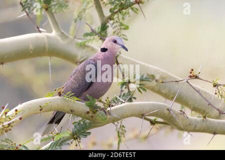 La colomba dagli occhi rossi (Streptopelia semitorquata), la più grande delle specie del collo dell'anse, Robertson, Capo Occidentale, Sudafrica Foto Stock