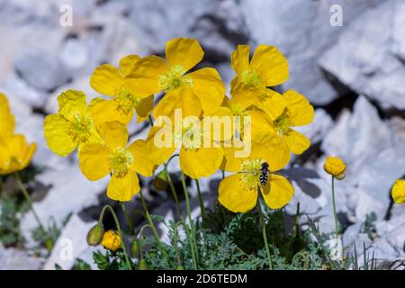 Papaver alpinum fiori in montagna Foto Stock