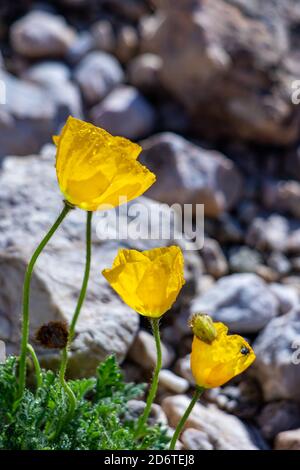 Papaver fiori di alpinum in montagna, primo piano Foto Stock