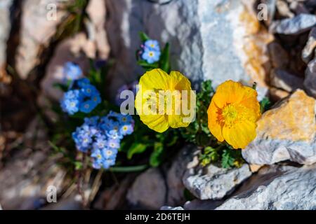 Graziosi fiori di alpinum di Papaver in montagna Foto Stock