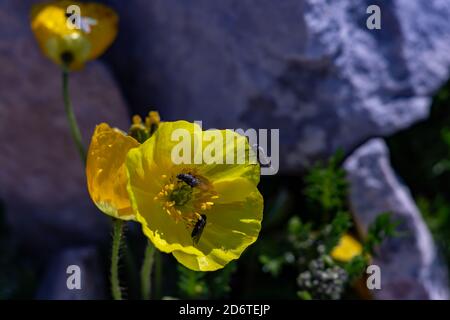 Fiori di alpinino di Papaver arancione in montagna Foto Stock