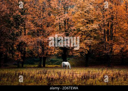 Incredibile scenario di foresta autunnale con foglie dorate e cavallo pascolo su prato erboso Foto Stock