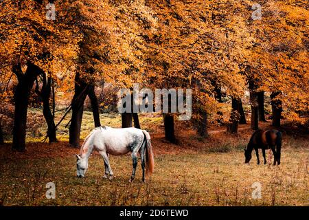 Incredibile scenario di foresta autunnale con foglie dorate e cavalli pascolo su prato erboso Foto Stock
