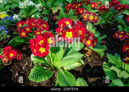 Prime primavera giardino fiori rossi primrosi in aiuola Foto Stock